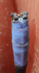 Argia hinei