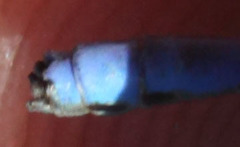 Argia hinei