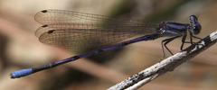 Argia hinei