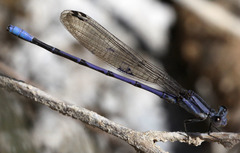 Argia hinei