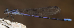 Argia hinei