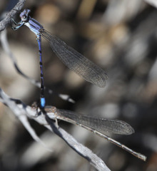 Argia hinei