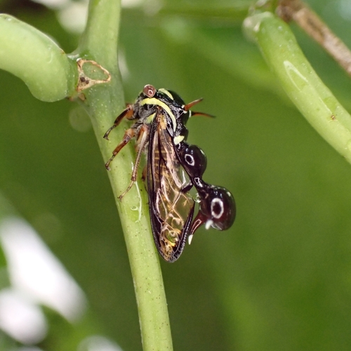 Heteronotus apricarius