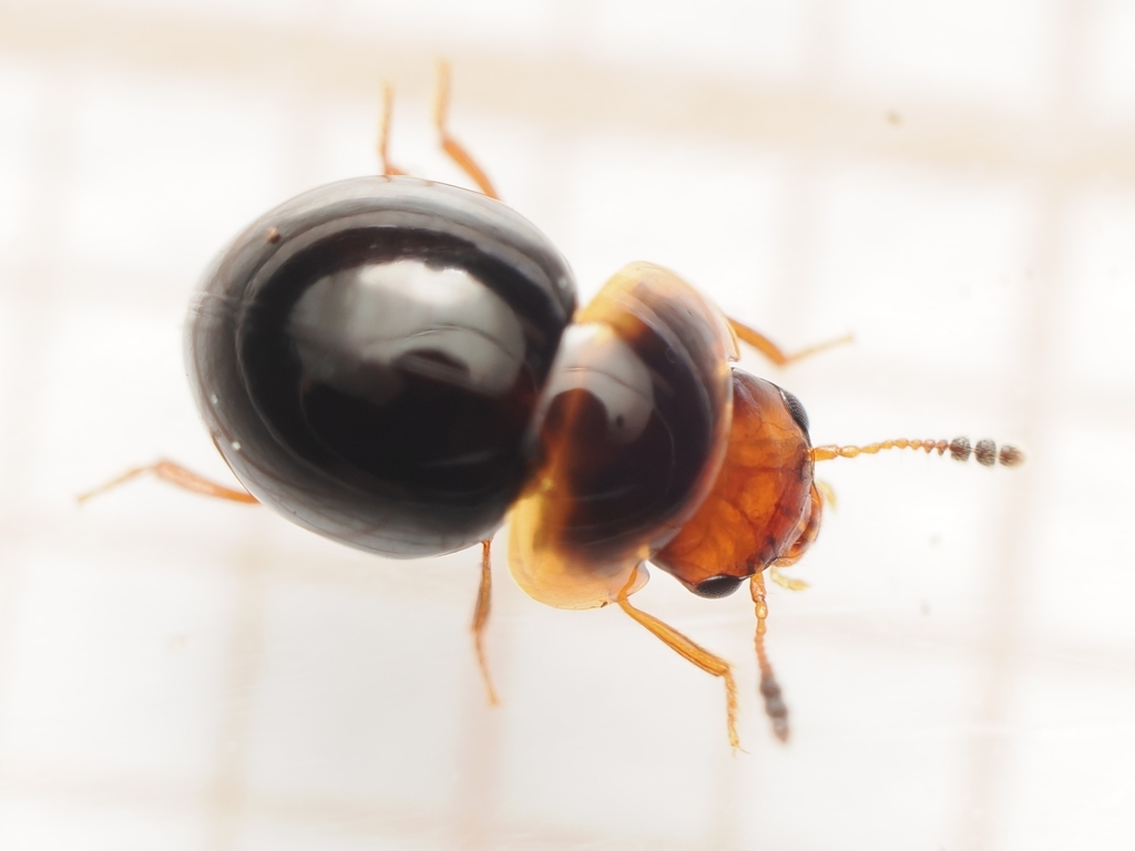 Agathidium varians