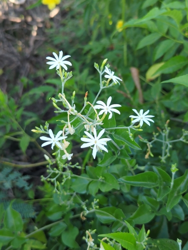 Image of Jasminum fluminense by (c) Dan Schofield, some rights reserved (CC BY)