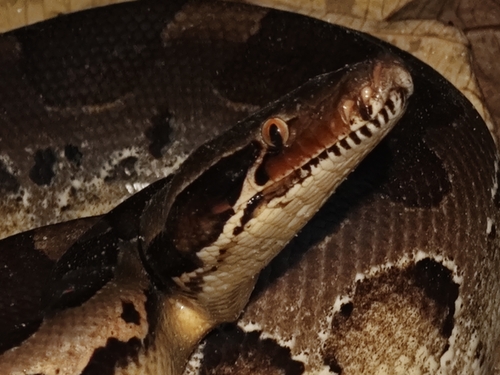 Photo of a Blood Python (curtus) (Python curtus)