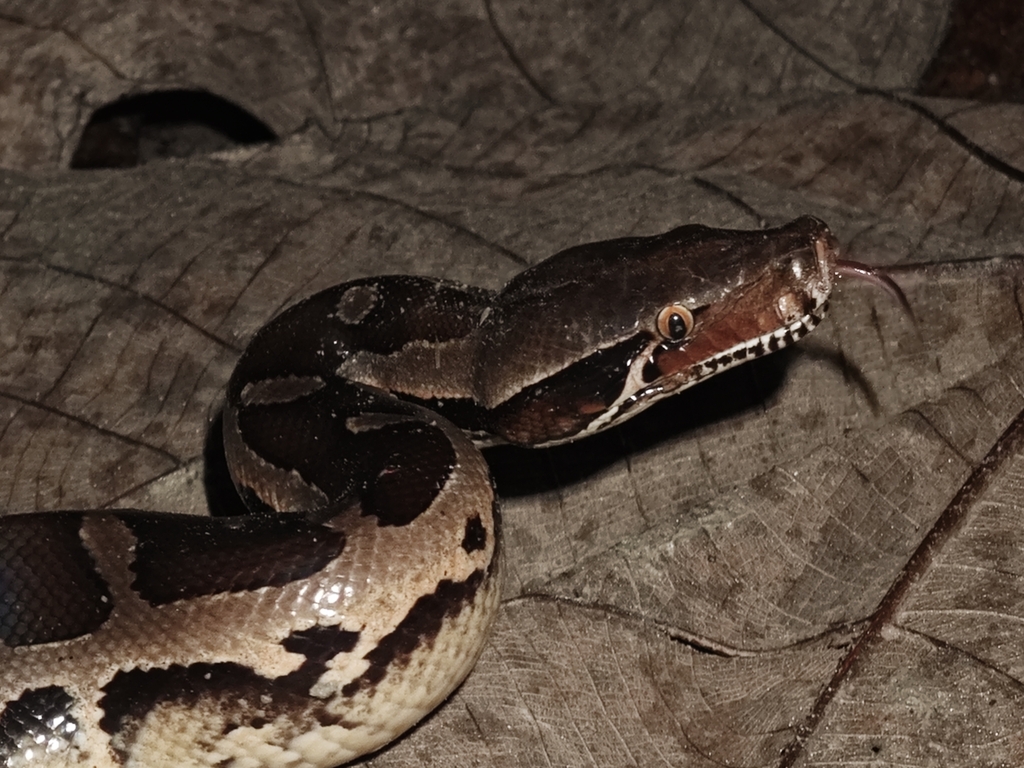 Sumatran Short-tailed Python