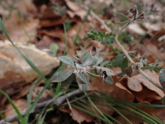 Lotus hirsutus, photograph Franck Cabot, CC BY, iNaturalist via GBIF