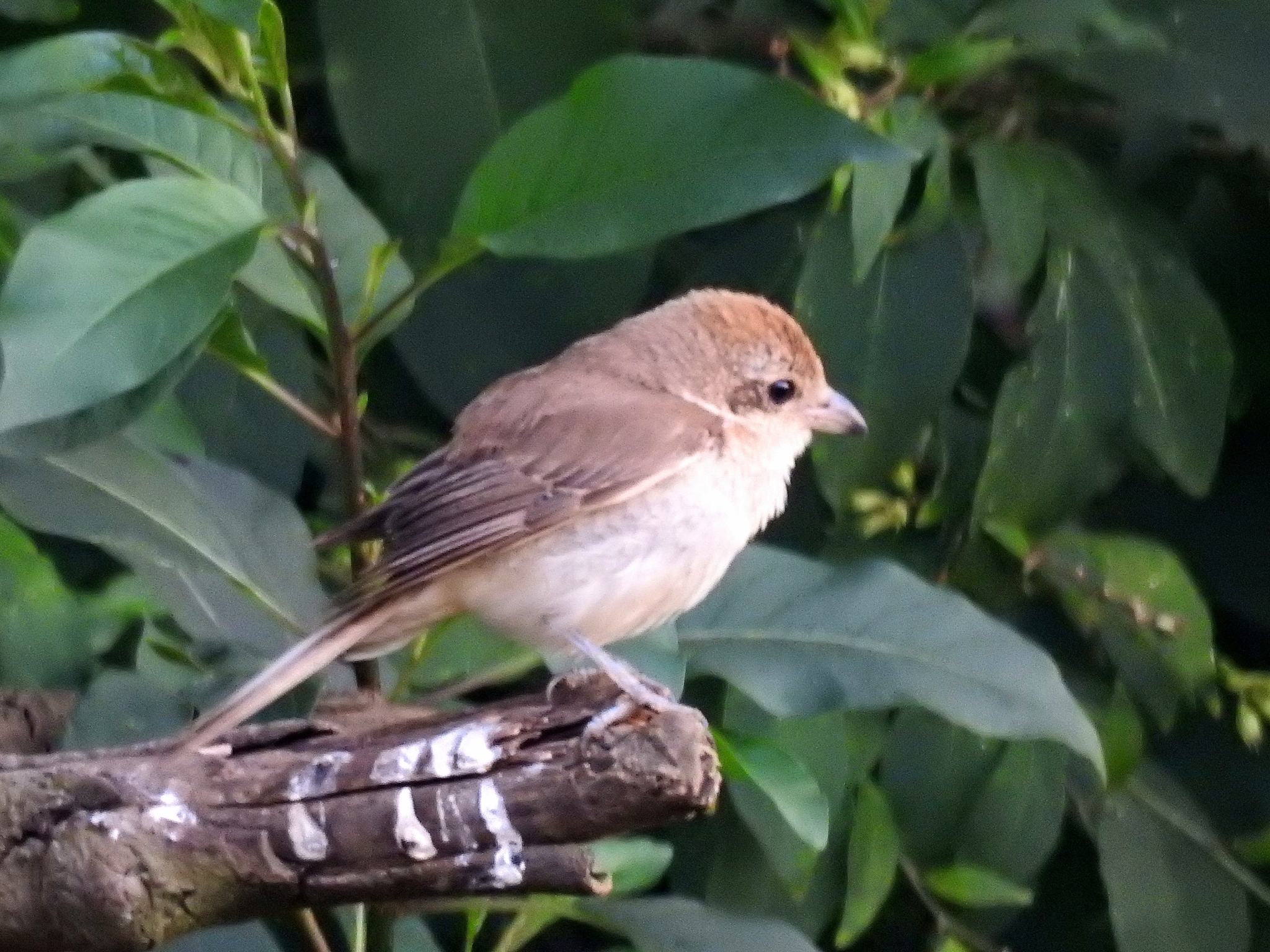 Brown Shrike (Lanius cristatus)