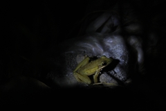 Chalcorana chalconota