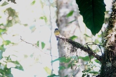 Myiotriccus ornatus