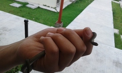 Storeria storerioides