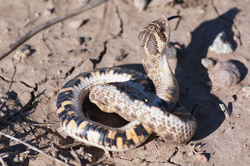 Mexican Hognose Snake