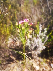 Polygala umbellata
