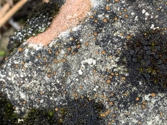 Protoblastenia rupestris