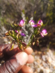 Polygala umbellata