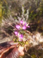 Polygala umbellata