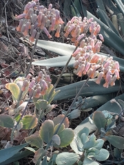 Kalanchoe fedtschenkoi