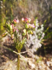 Polygala umbellata