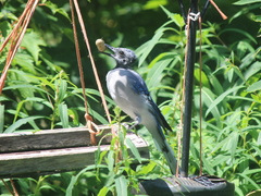 Cyanocitta cristata image