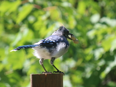 Cyanocitta cristata image