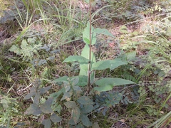 Saussurea controversa