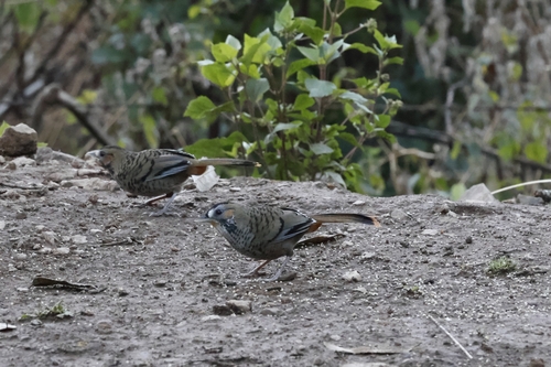 Rufous-chinned Laughingthrush (Ianthocincla rufogularis), photo 3