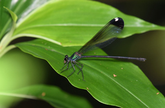 Psolodesmus mandarinus dorothea