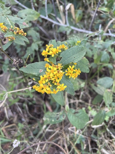Calea urticifolia, photograph 1