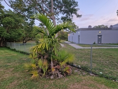 Solitaire Palm (Ptychosperma)