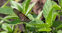 Acraea pseudegina