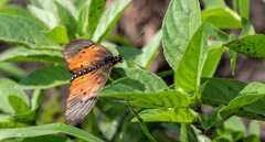 Acraea pseudegina