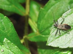 Rhynocoris marginellus