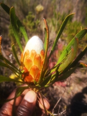 Protea aspera