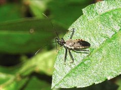 Rhynocoris marginellus