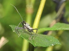 Rhynocoris marginellus