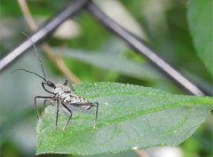 Rhynocoris marginellus