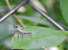 Rhynocoris marginellus