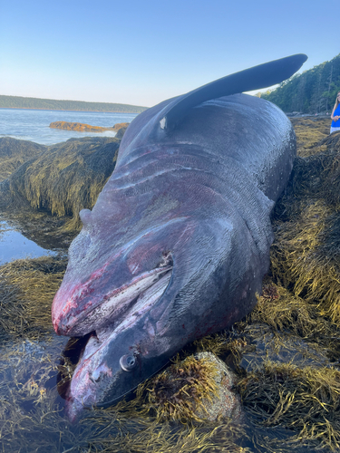 Basking Shark photographed in Maine