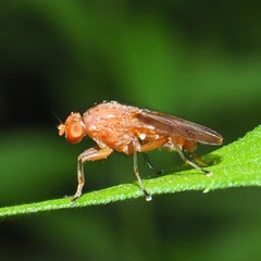 Suillia quinquepunctata