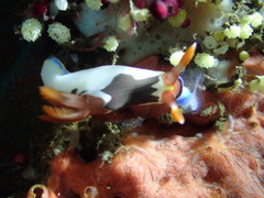 Nembrotha chamberlaini