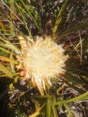 Protea aspera