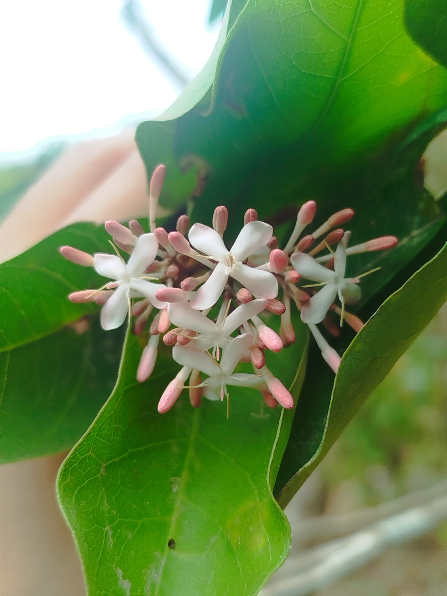 Ixora finlaysoniana — ảnh 3
