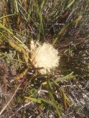 Protea aspera