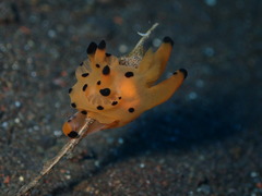 Thecacera