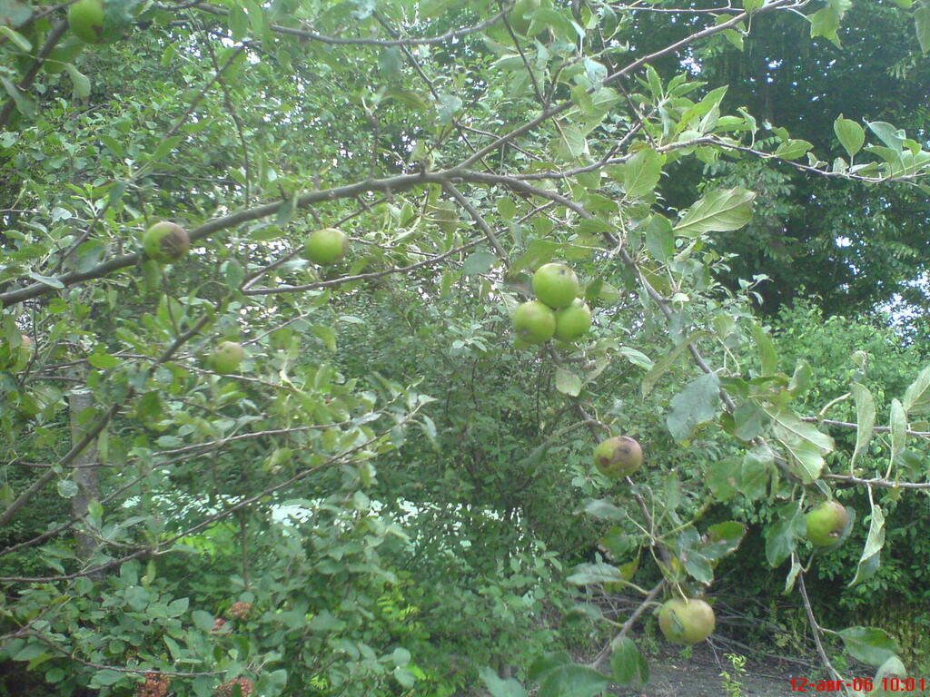 사과나무 from 3467 Хекендорп, Нидерланды on... 오전 by Сергей · iNaturalist 사과나무 (Malus domestica)