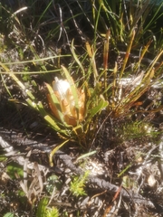 Protea aspera