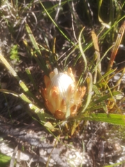 Protea aspera