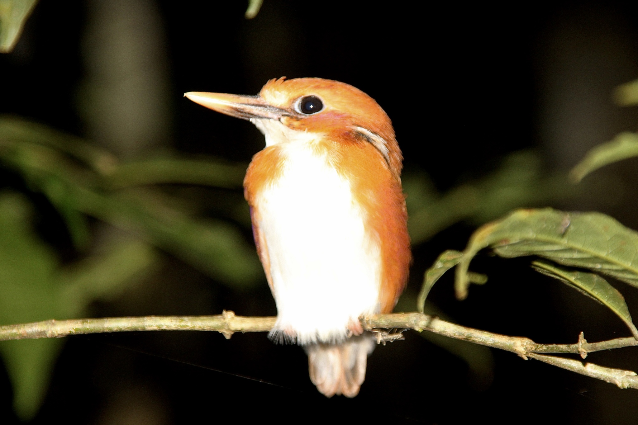 Madagascar Pygmy Kingfisher (Corythornis madagascariensis), photo 4