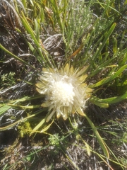 Protea aspera